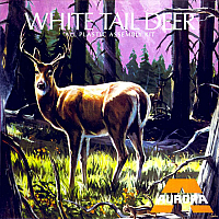 Aurora White Tail Deer Big-A