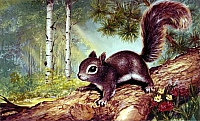 Perri the Squirrel Rev-H1900
